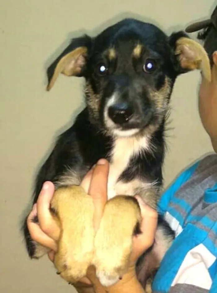 Cachorro ra a  idade 2 a 6 meses nome Filhotes Val