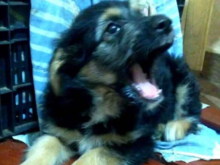 Cachorro ra a  idade 2 a 6 meses nome Filhotes Val