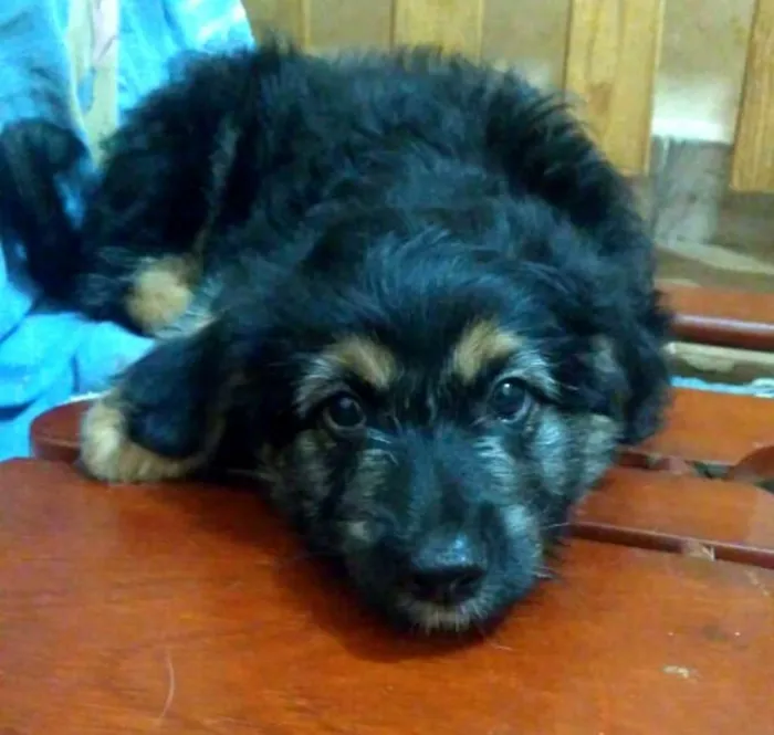 Cachorro ra a  idade 2 a 6 meses nome Filhotes Val