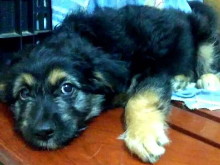 Cachorro ra a  idade 2 a 6 meses nome Filhotes Val