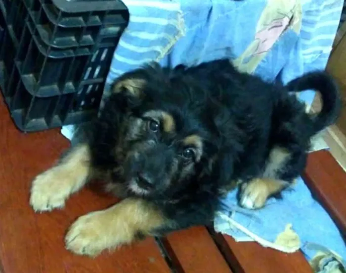 Cachorro ra a  idade 2 a 6 meses nome Filhotes Val