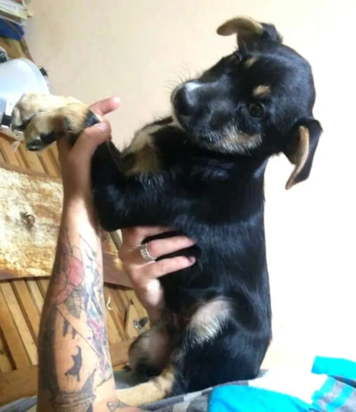 Cachorro ra a  idade 2 a 6 meses nome Filhotes Val