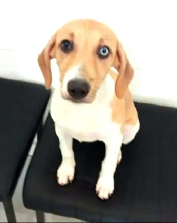 Cachorro ra a  idade 7 a 11 meses nome Pedrita 