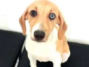 Cachorro raça  idade 7 a 11 meses nome Pedrita 