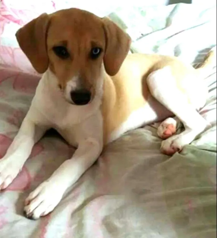 Cachorro ra a  idade 7 a 11 meses nome Pedrita 