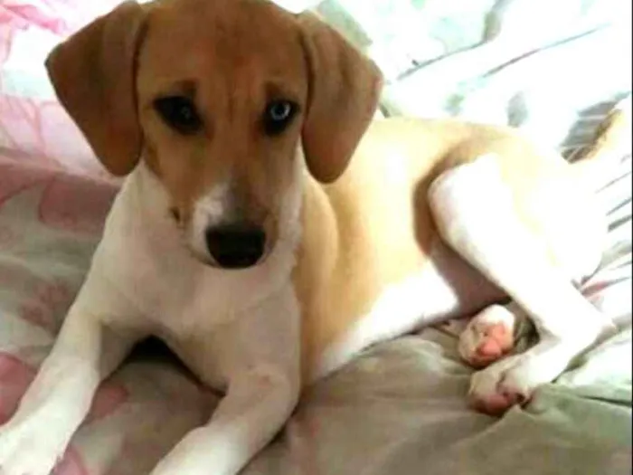 Cachorro ra a  idade 7 a 11 meses nome Pedrita 
