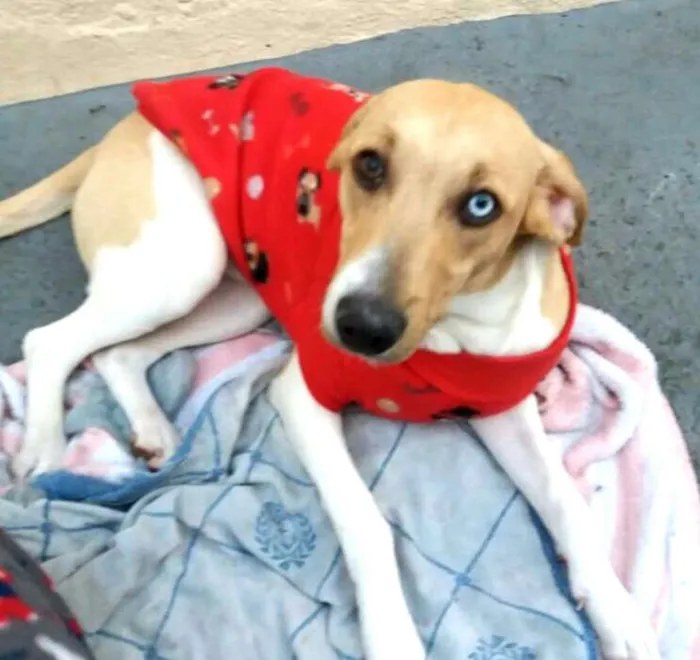 Cachorro ra a  idade 7 a 11 meses nome Pedrita 