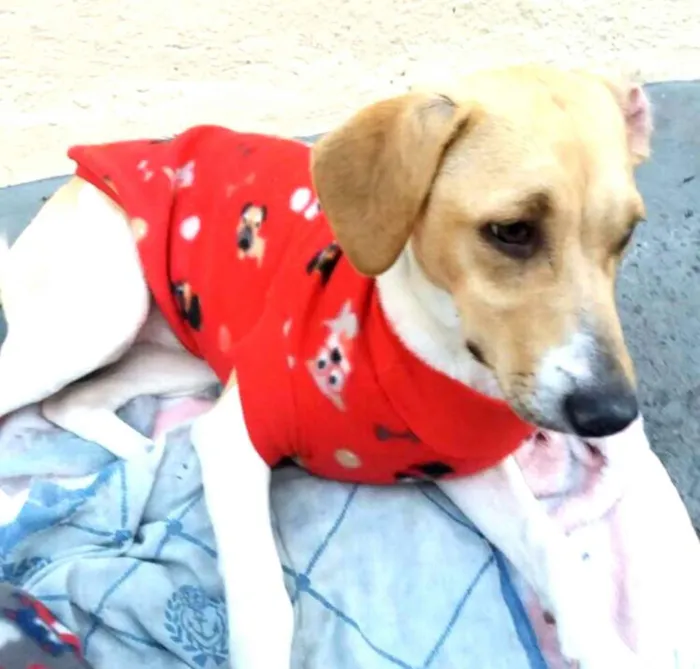 Cachorro ra a  idade 7 a 11 meses nome Pedrita 