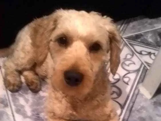 Cachorro ra a Poodle idade 2 anos nome Bob