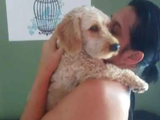 Cachorro ra a Poodle idade 2 anos nome Bob