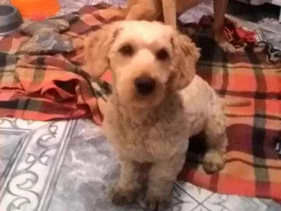 Cachorro ra a Poodle idade 2 anos nome Bob