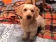 Bob