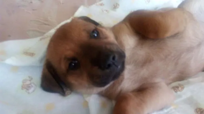 Cachorro ra a Labrador idade 2 a 6 meses nome Luna, Estrela, pituc