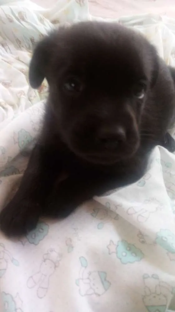 Cachorro ra a Labrador idade 2 a 6 meses nome Luna, Estrela, pituc