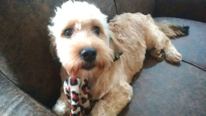 Cachorro ra a Poodle ( mestiço) idade 7 a 11 meses nome Lalau