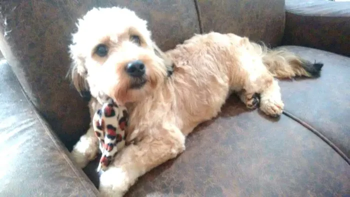 Cachorro ra a Poodle ( mestiço) idade 7 a 11 meses nome Lalau