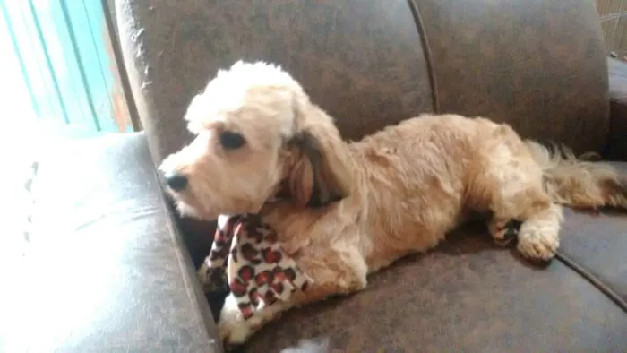 Cachorro ra a Poodle ( mestiço) idade 7 a 11 meses nome Lalau