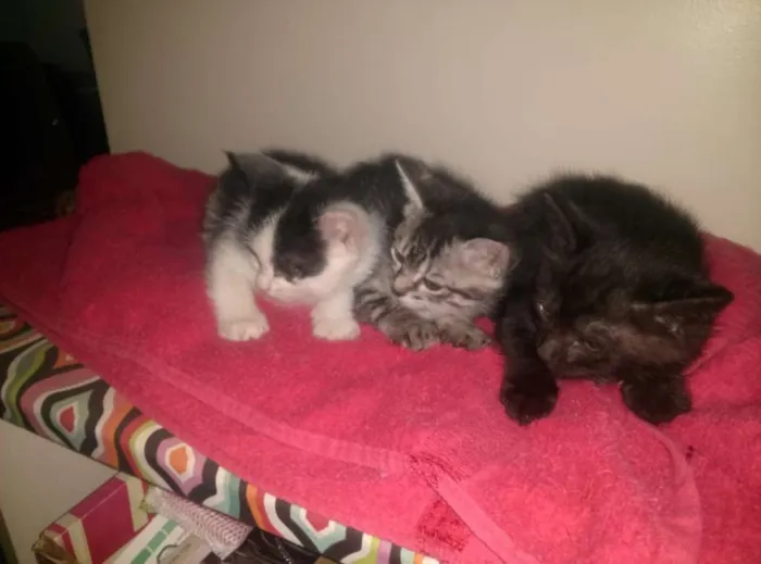 Gato ra a não sei idade 2 a 6 meses nome Não tem