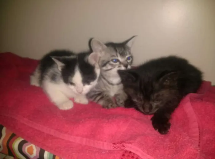 Gato ra a não sei idade 2 a 6 meses nome Não tem