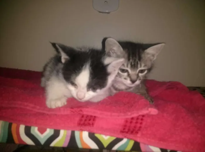Gato ra a não sei idade 2 a 6 meses nome Não tem