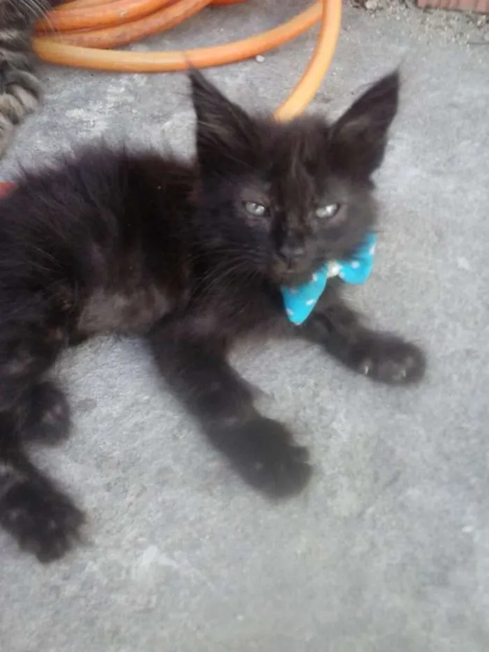 Gato ra a bombaim idade 2 a 6 meses nome Diamante Negro