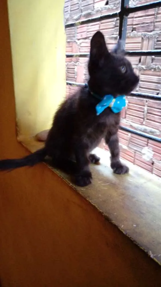 Gato ra a bombaim idade 2 a 6 meses nome Diamante Negro