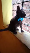 Diamante Negro