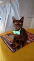 Diamante Negro