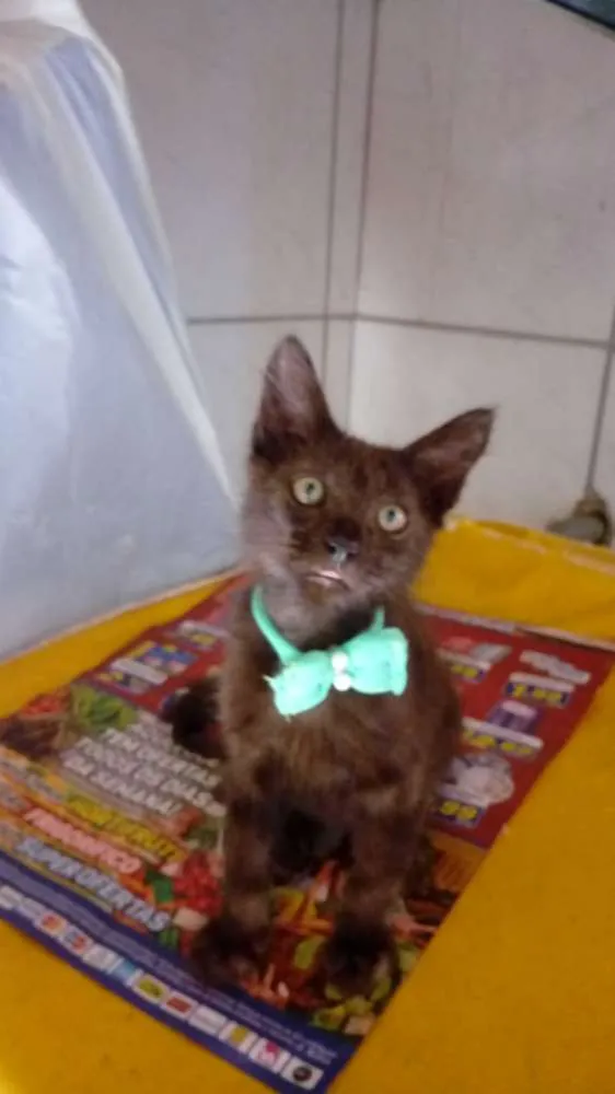 Gato ra a bombaim idade 2 a 6 meses nome Diamante Negro