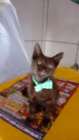 Diamante Negro