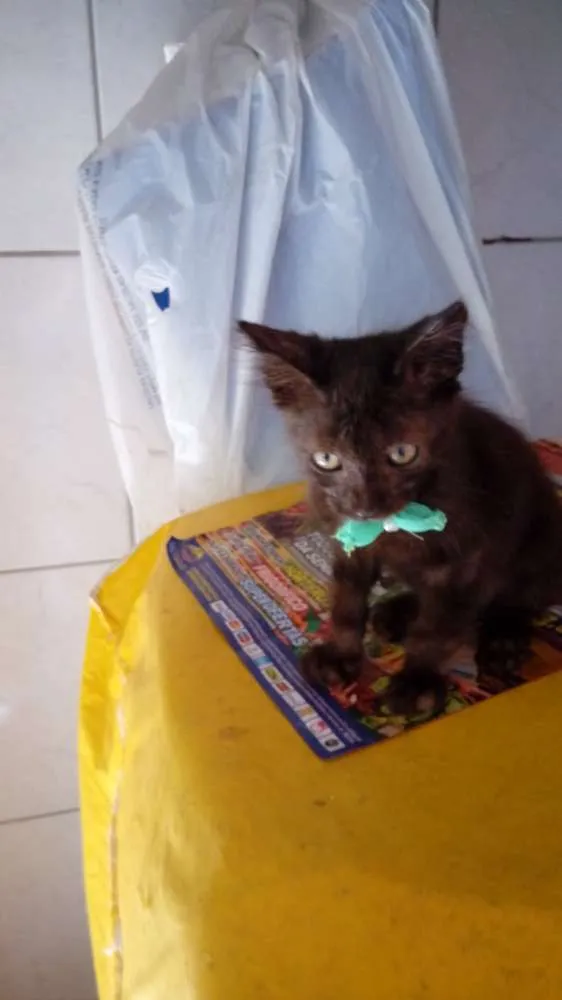 Gato ra a bombaim idade 2 a 6 meses nome Diamante Negro