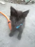 Diamante Negro