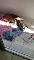 Cachorro raça Vira lata  idade  nome Pipica