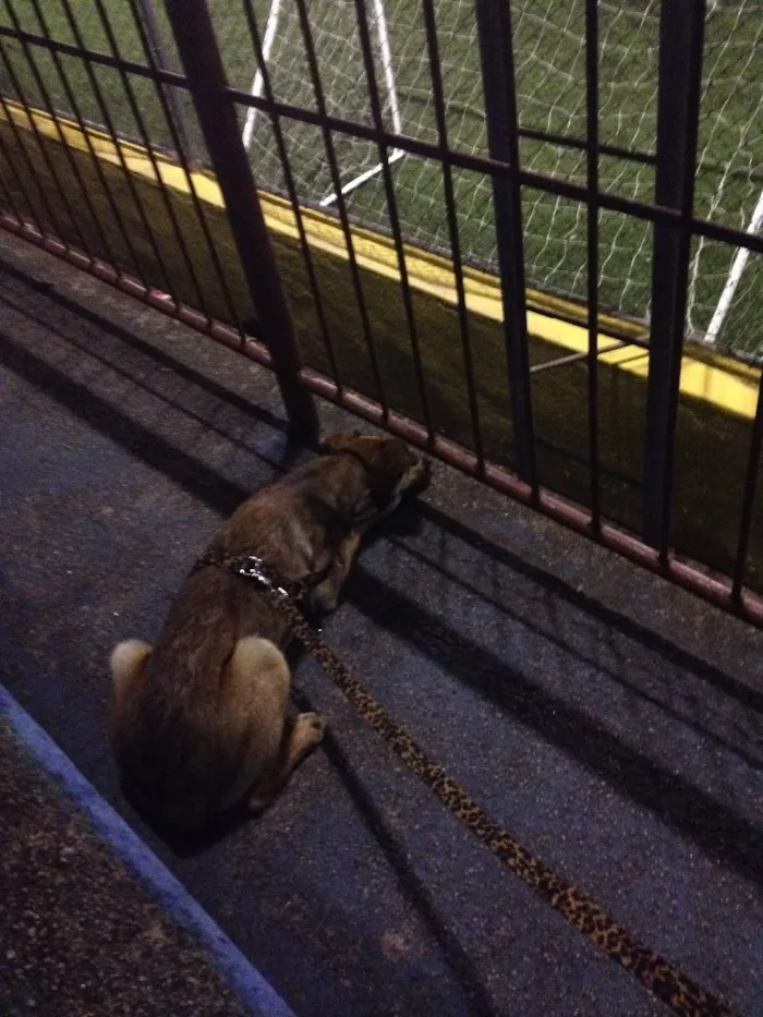 Cachorro raça Vira lata  idade  nome Pipica