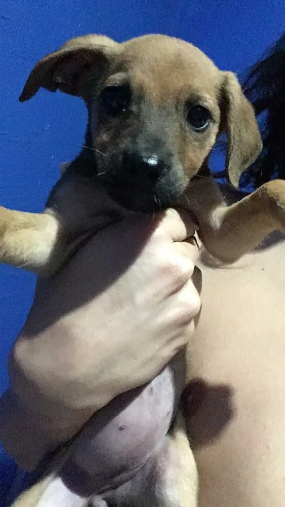 Cachorro ra a vira lata idade Abaixo de 2 meses nome sem nome