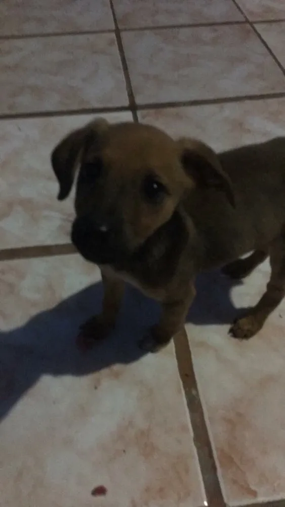 Cachorro ra a vira lata idade Abaixo de 2 meses nome sem nome