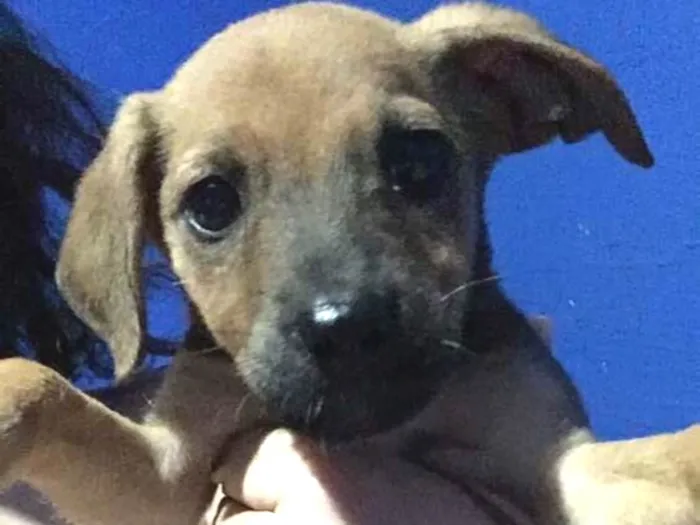 Cachorro ra a vira lata idade Abaixo de 2 meses nome sem nome