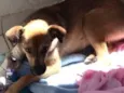 Cachorro raça Vira lata  idade  nome Pipica