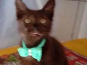 Gato raça bombaim idade 2 a 6 meses nome Diamante Negro