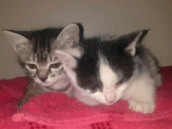 Gato ra a não sei idade 2 a 6 meses nome Não tem