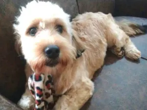 Cachorro raça Poodle ( mestiço) idade 7 a 11 meses nome Lalau