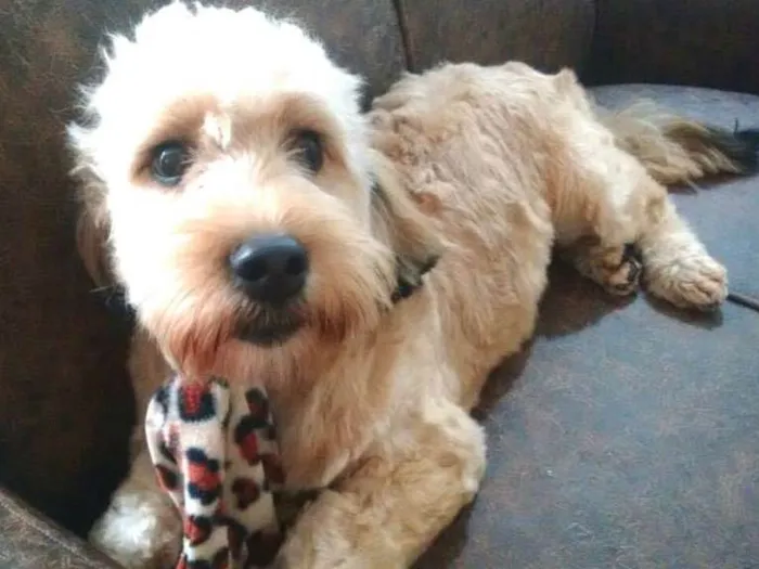 Cachorro ra a Poodle ( mestiço) idade 7 a 11 meses nome Lalau