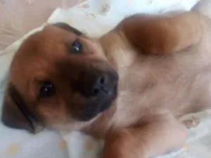 Cachorro raça Labrador idade 2 a 6 meses nome Luna, Estrela, pituc