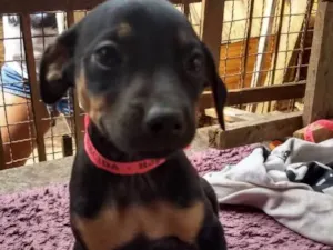 Cachorro raça Vira lata com labrador idade 2 a 6 meses nome Melissa ,Jack, lessi