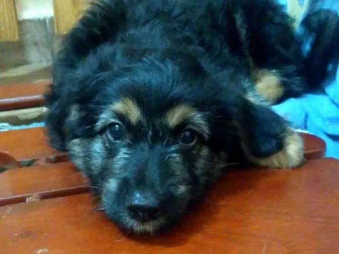 Cachorro ra a  idade 2 a 6 meses nome Filhotes Val