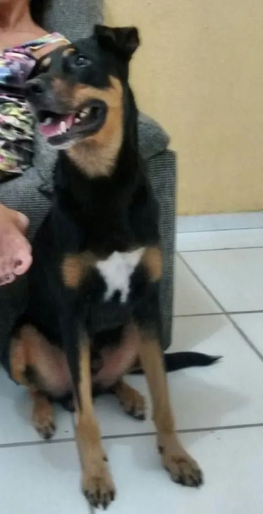 Cachorro raça SRD idade 4 anos nome Hulk