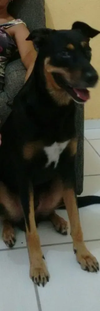 Cachorro raça SRD idade 4 anos nome Hulk