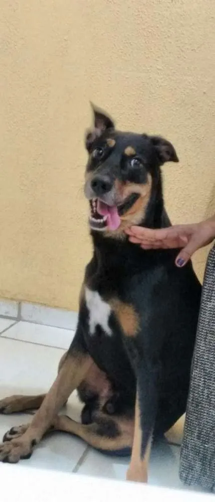 Cachorro raça SRD idade 4 anos nome Hulk