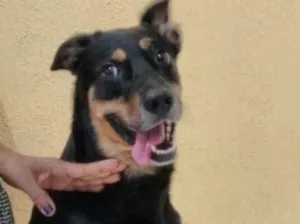 Cachorro raça SRD idade 4 anos nome Hulk