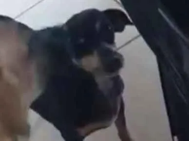 Cachorro ra a pinscher idade 6 ou mais anos nome Bia